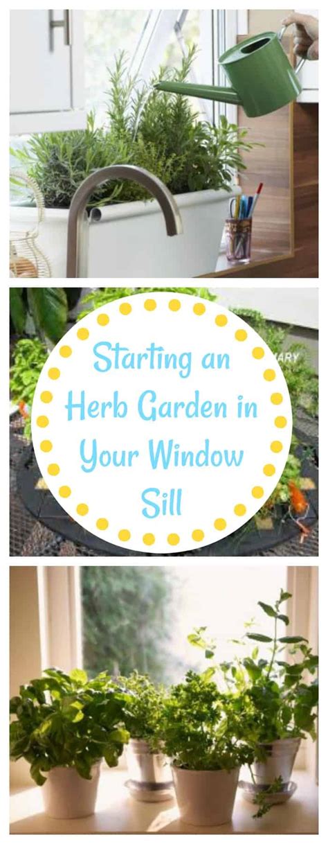 How to start growing an Herb Garden in your Window Sill