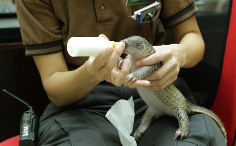 Singapore’s Research and Rescue Conservation Efforts for the Sunda ...