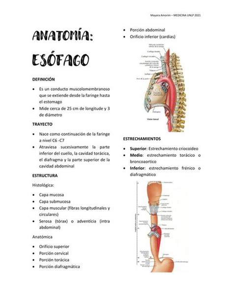 Anatomía Esófago mayara amorim uDocz