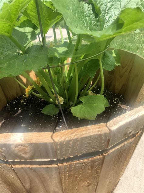 Zucchini In A Container Using A Tomato Cage Good Results So Far R