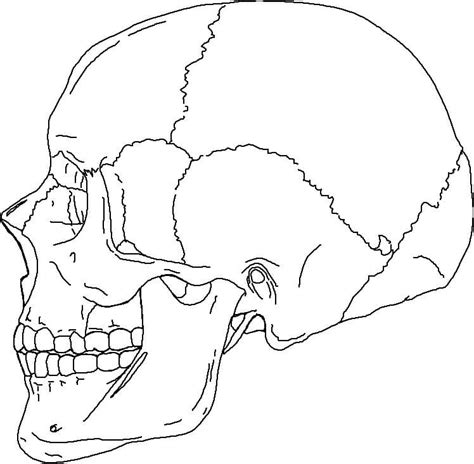 Blank Skull Labeling Worksheet