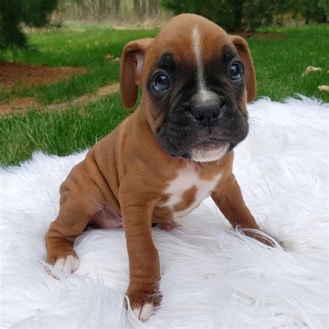 Miniature Boxers For Sale/boxer Puppy For Sale/miniature Dogs For Sale