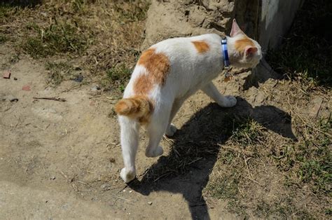 Premium Photo | White cat in the garden