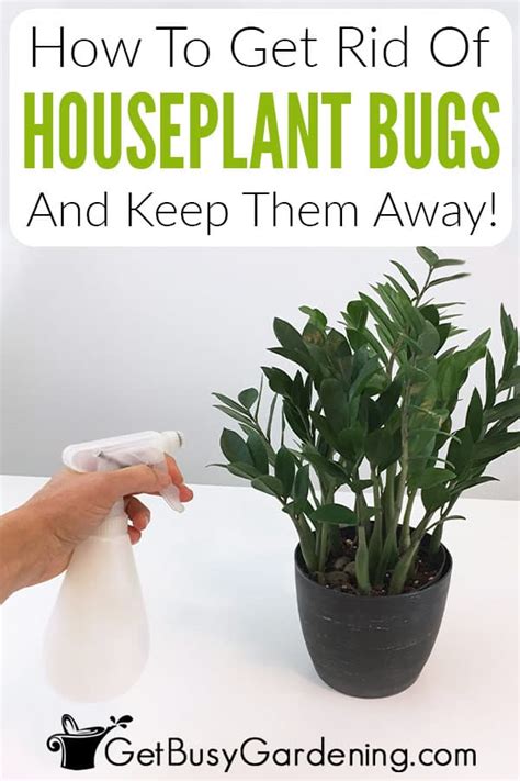 Get Rid Of Bugs In House Plants