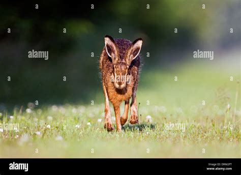 Running Jackrabbit Stock Photo Alamy