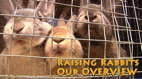 Raising Rabbits Overview Rabbits For Food Production Youtube