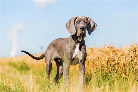 List Of 6 Reputable And Trustworthy Great Dane Breeders In The UK