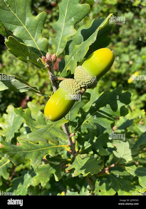 Acorns On English Oak Quercus Robur Stock Photo Alamy