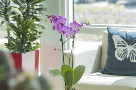 Orchid Pictures - National Garden Bureau - Year of the Orchid