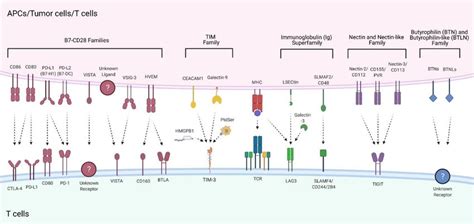 Overview Of Immune Checkpoint Moleculesco Inhibitory Receptors Causing