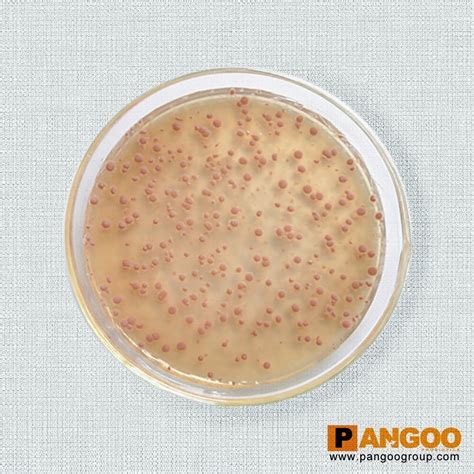 Nitrifying Bacteria Good Quality Reasonable Price - PANGOO