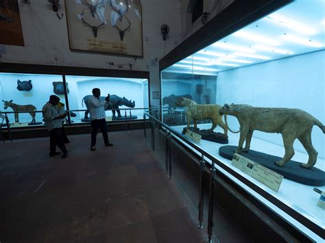 Mammal Gallery – Indian Museum Kolkata