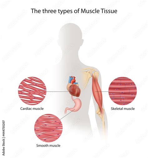 The Three Types Of Muscle Tissue Of Human Body Stock Illustration