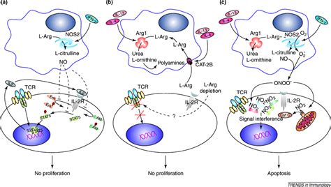 L Arginine Metabolism In Myeloid Cells Controls T Lymphocyte Functions