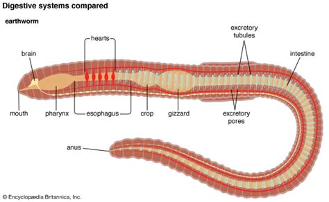 Bio World Earthworm