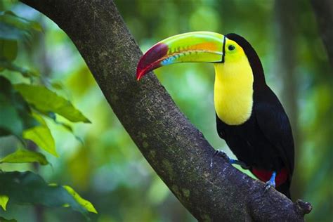 Undeniably Interesting Facts About the Colorful Toucan