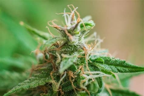 Grow Buds Indoor Buds Weed Cannabis Macro Shot With Sugar Trichomes