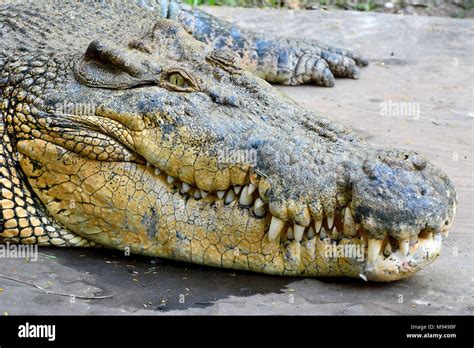 Australian Crocodile Crocodylus Porosus Hi Res Stock Photography And