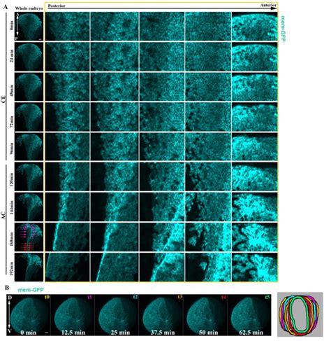 Fig. S5. Progression of neural tube closure along the anteroposterior ...