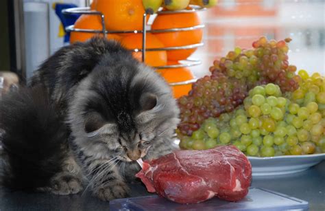 Best Cat Food For Finicky Cats: 11 Irresistible Picks Even Picky Eaters ...