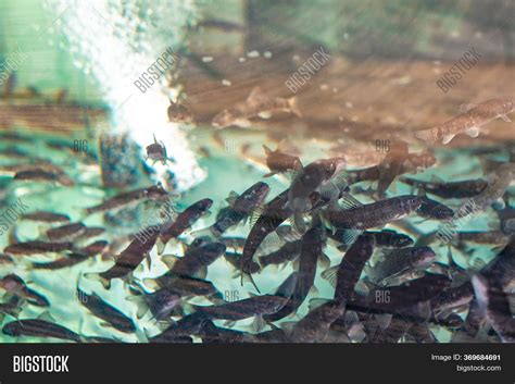 Garra Rufa Fish Image & Photo (Free Trial) | Bigstock