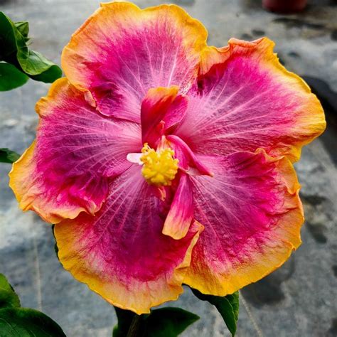 Dinnerplate Hibiscus Melody 10 Seeds Sowing Instructions In Item