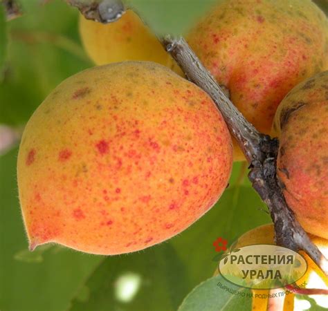 Абрикос Академик