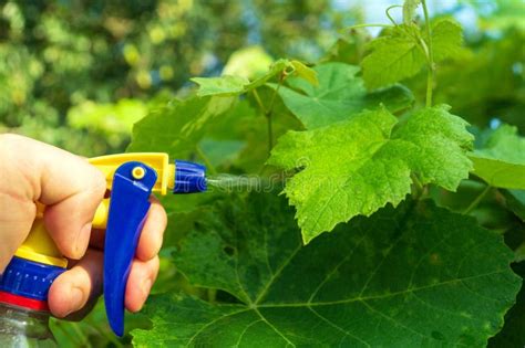 Spraying Branches Of Apple Trees In The Spring With A Spray Gun Against