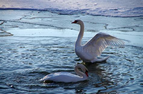 Swan with wings spread stock image. Image of blue, beak - 184489471