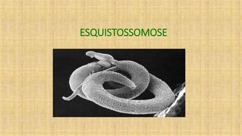 Esquistossomose Ppt