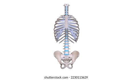 Human Skeletal System Parts Isolated Anatomy Stock Illustration ...