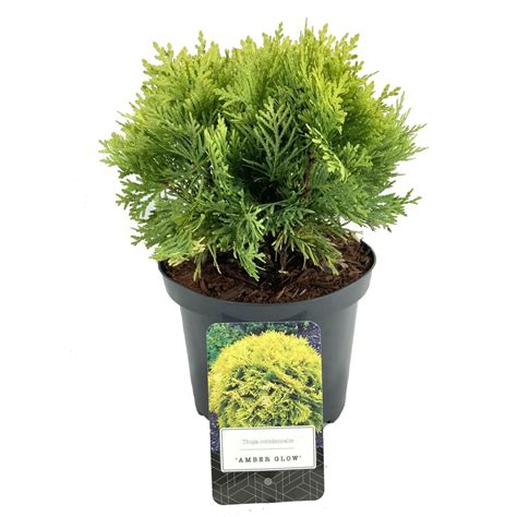 Thuja Occidentalis Amber Glow Plant Wholesale Floraccess