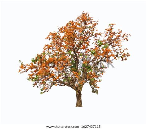 1,202 Palas Tree Flower Images, Stock Photos & Vectors | Shutterstock