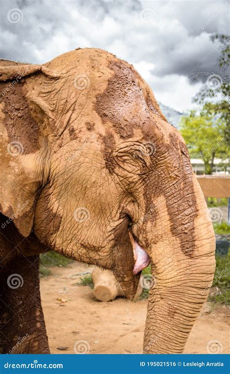 1,047 Elephant Smiling Photos - Free & Royalty-Free Stock Photos from ...