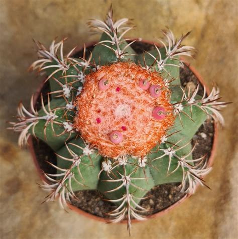 Melocactus matanzanus