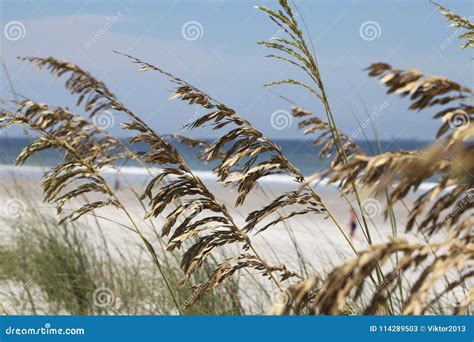 Sea oats stock image. Image of vacation, seascape, landscape - 114289503