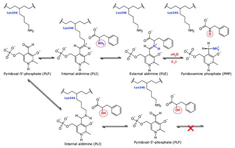 The Mechanism Of The Transamination Reaction Catalyzed By Psyarat