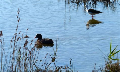 Foulque Macroule Fulica Atra Eurasian Coot Les Oiseaux Doccitanie