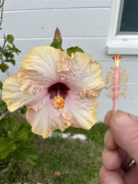 "Toxicity" and cats : r/flowers