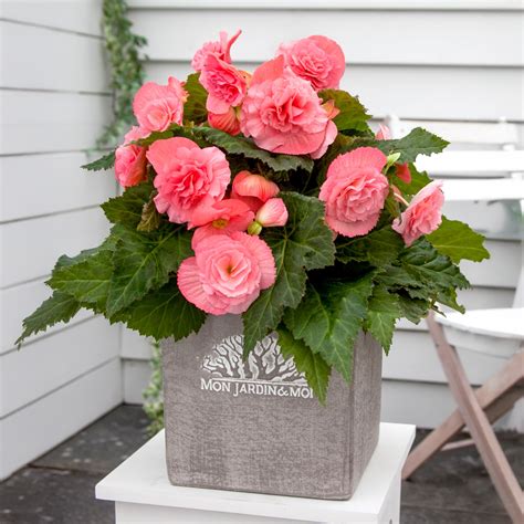 Begonia Non Stop Pink (Begonia Semperflorens-Cultorum) 3x Spring