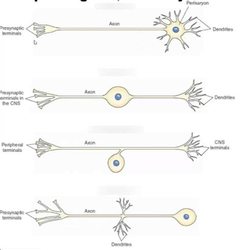 Neuron Types Diagram | Quizlet