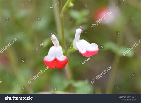 Baby Sage Hot Lips Flowers Latin Stock Photo Shutterstock