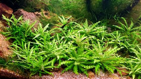 Carpet Plants For Aquarium - Carpet Vidalondon