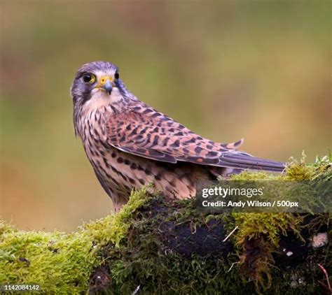 Kestrel Falcon Photos and Premium High Res Pictures - Getty Images