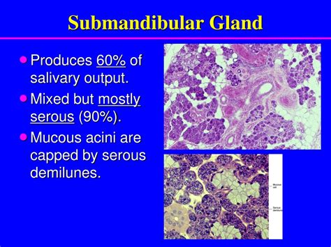 Ppt Salivary Glands Powerpoint Presentation Free Download Id 9293051