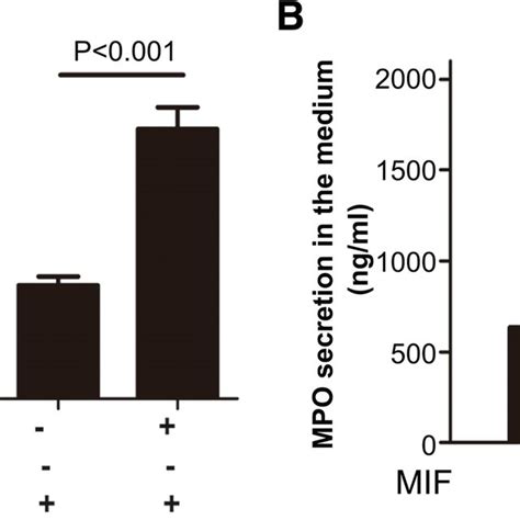 Macrophage Migration Inhibitory Factor Mif Enhances The Translocation