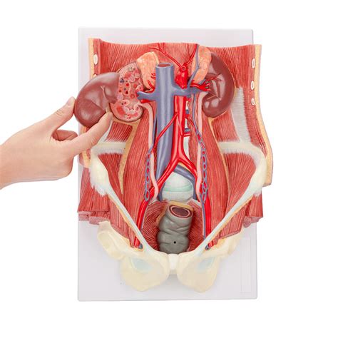 Evotech Scientific Dual Sex Urinary System Model 6 Parts