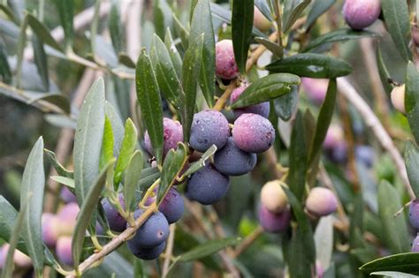 Arbequina Olive Trees for Sale - Buying & Growing Guide - Trees.com