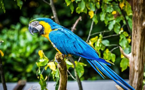 Fondos De Pantalla Naturaleza Loro Verde Fauna Silvestre Pico