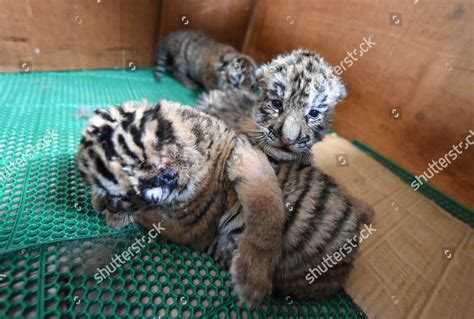 Siberian Tiger Cubs Editorial Stock Photo - Stock Image | Shutterstock